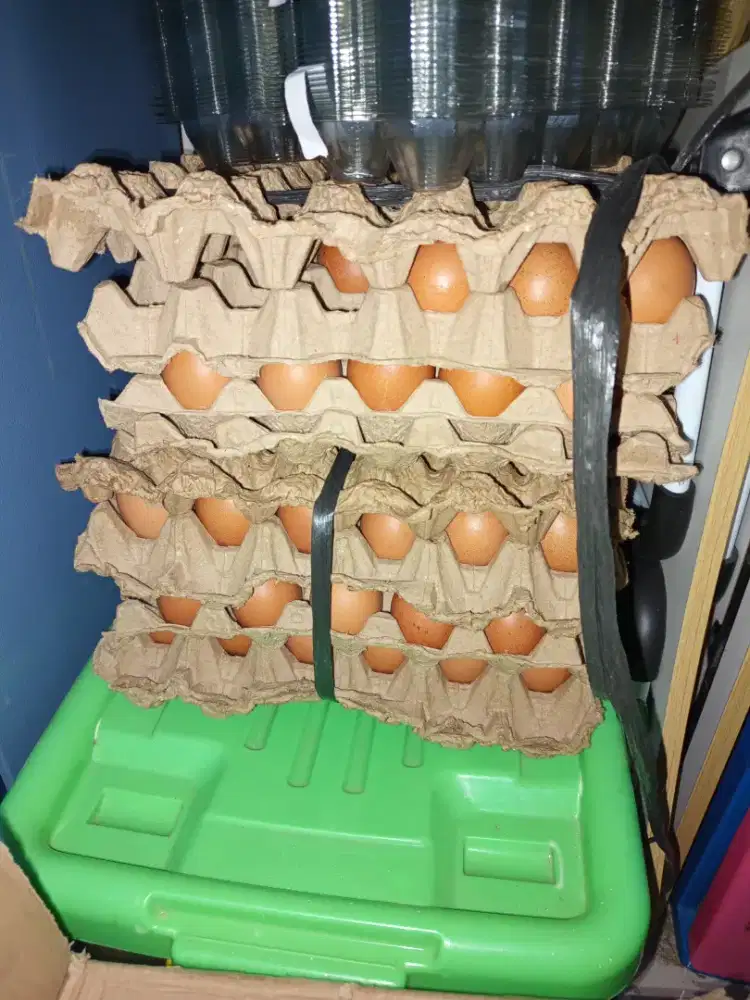 Telur ayam negri 9kg