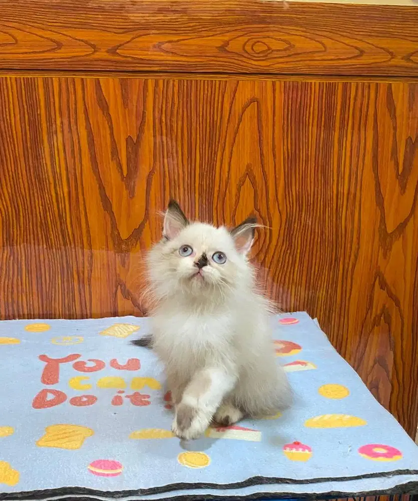 Kitten Himalaya sealpoint