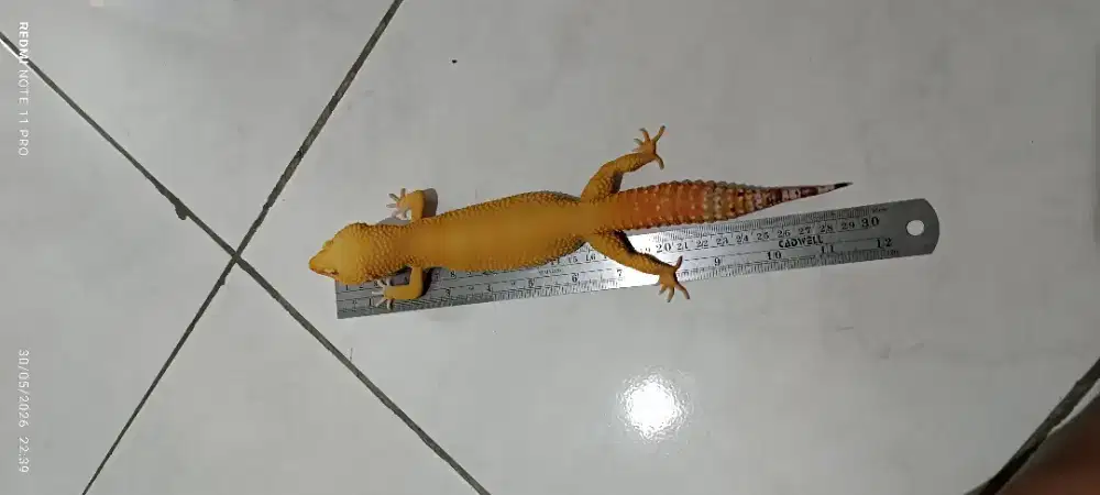 Gecko jantan 29cm