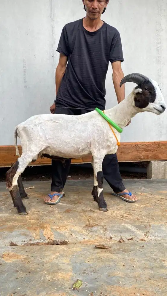 Domba eks stok qurban