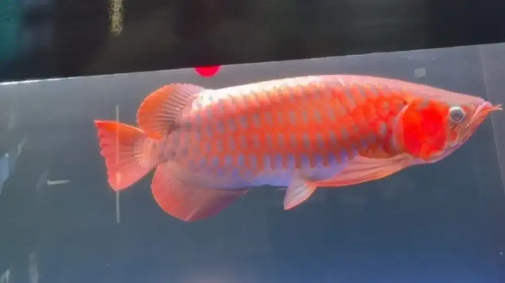 Arwana super red