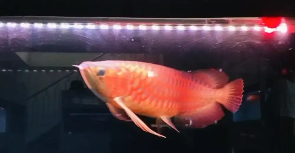 Arwana super red