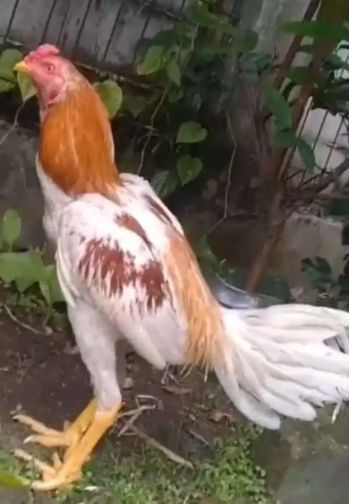 Ayam bangkok Jenis Plucker