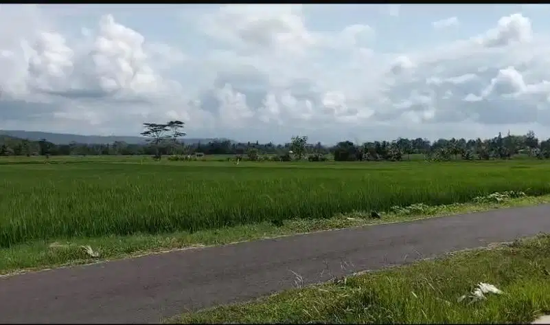 Di jual Sawah (SHM) pinggir jalan