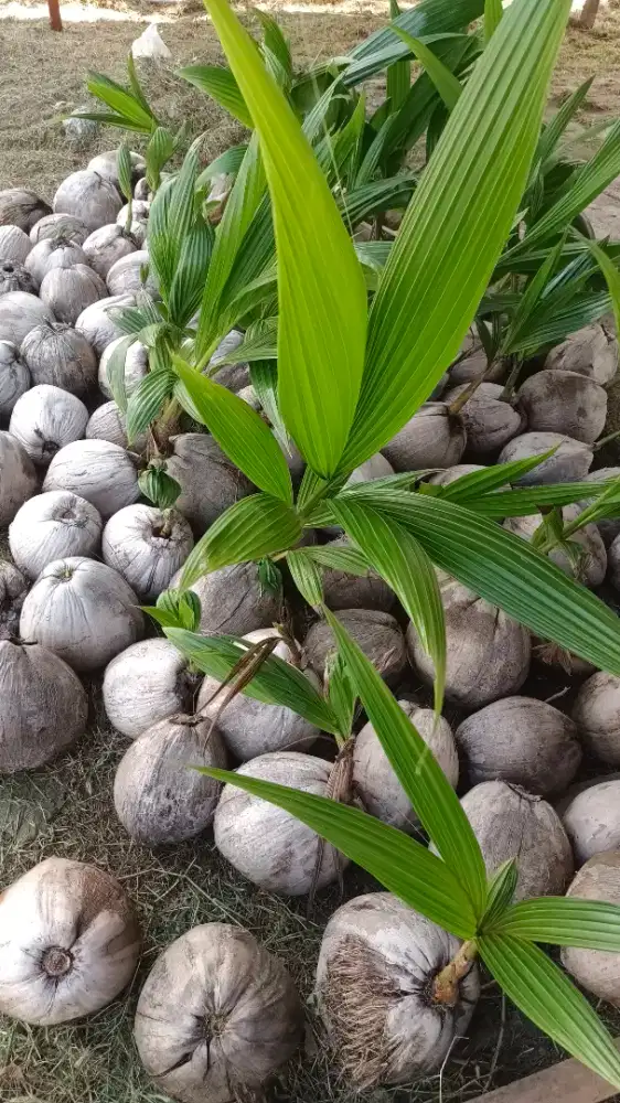 Bibit pohon kelapa pandan wangi