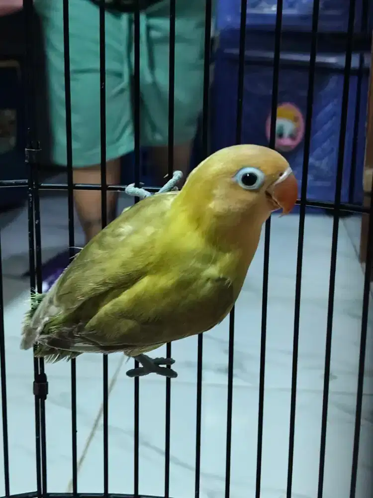Lovebird PB AQUA PAUD