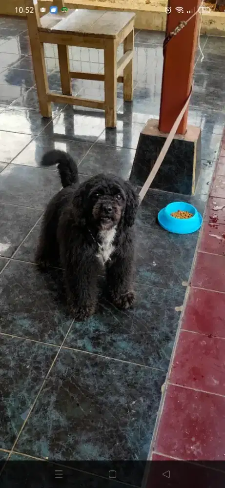 Dogy dewasa shitzu