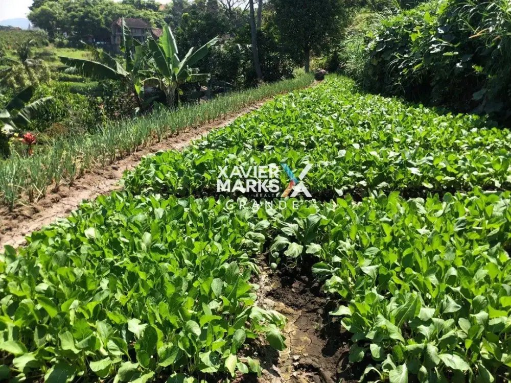 DIJUAL MURAH, TANAH DEKAT TAMAN DOLAN BATU
