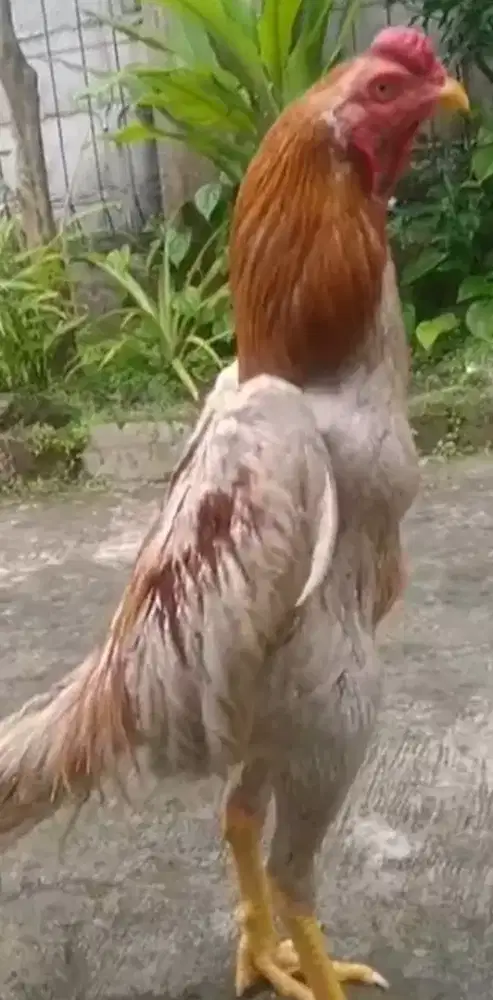 Ayam bangkok jantan Jenis Flucker