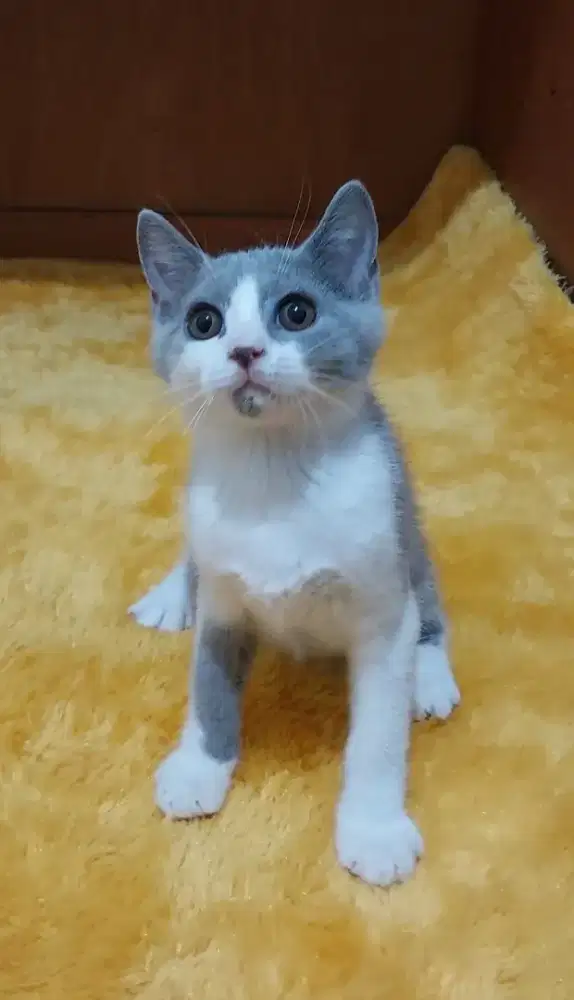 Kitten british shorthair kucing BSH bicolor blue jantan