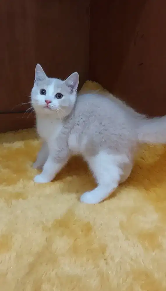 Kucing british shorthair bicolor cream jantan kitten bsh bicolor cream