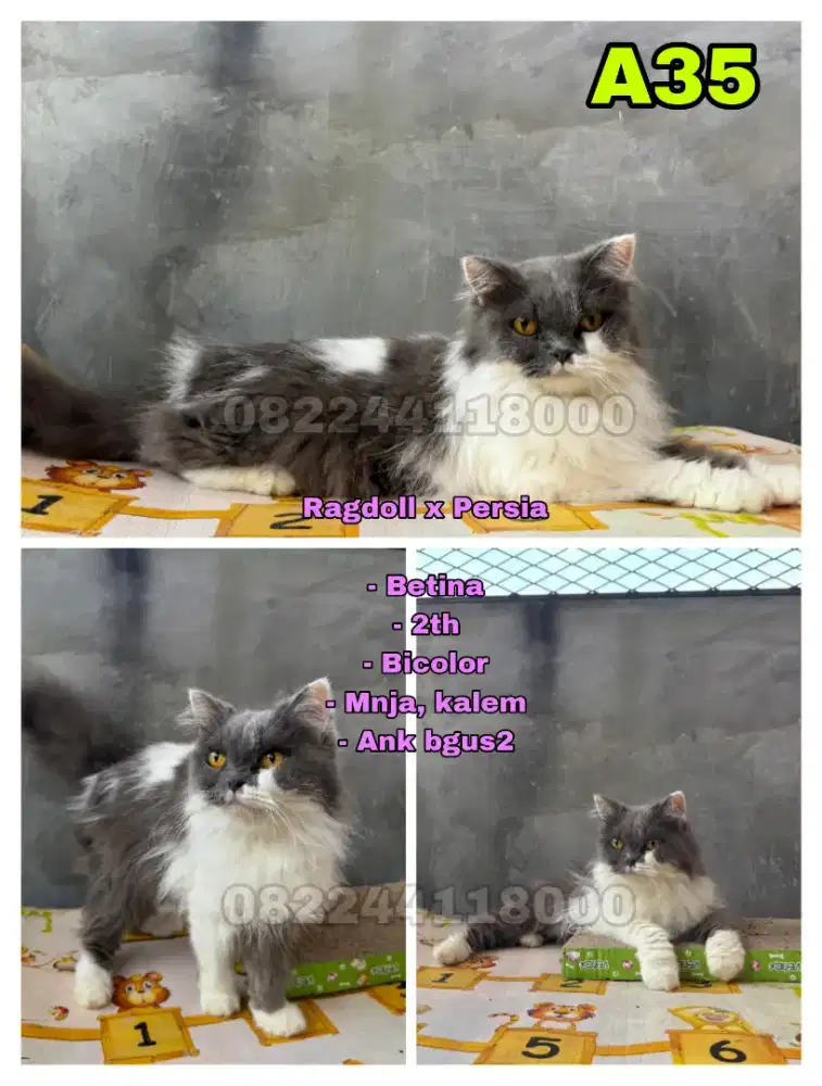 Kucing Ragdoll x Persia