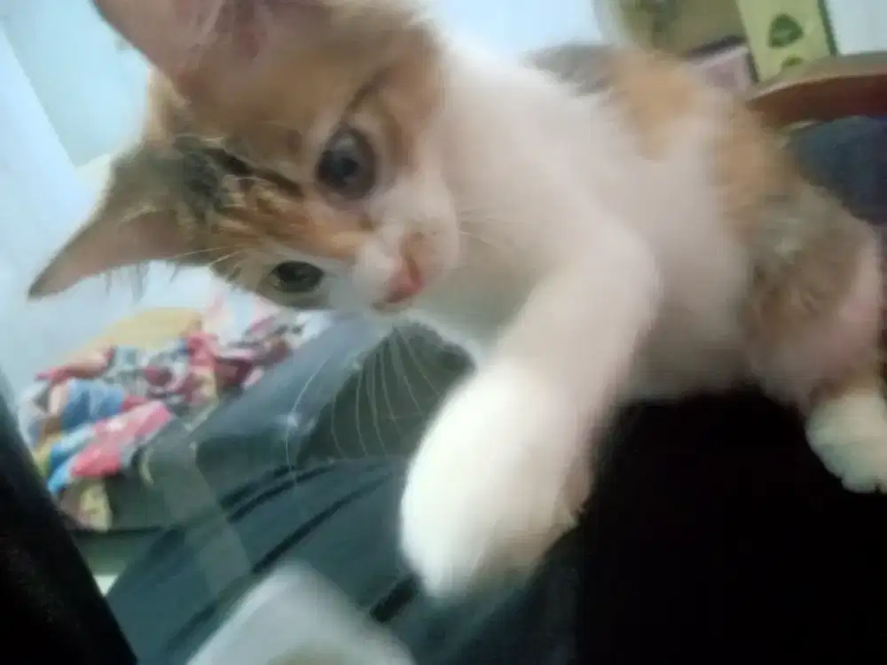 Anak kucing Betina jenis Persia Himalaya Mix
