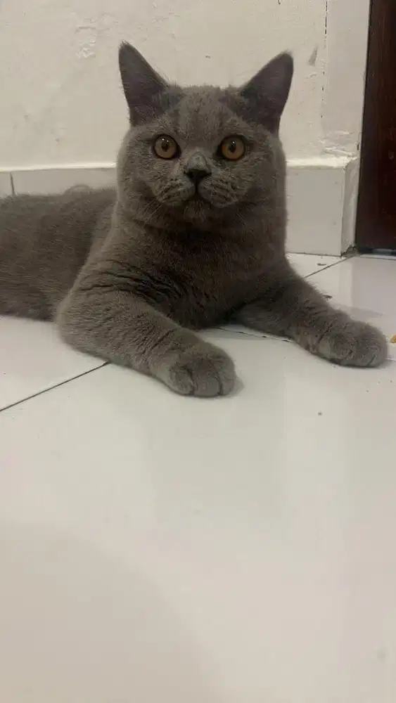 Kucing Kitten Pure British Short Hair BSH Pedigree x non ped Jantan