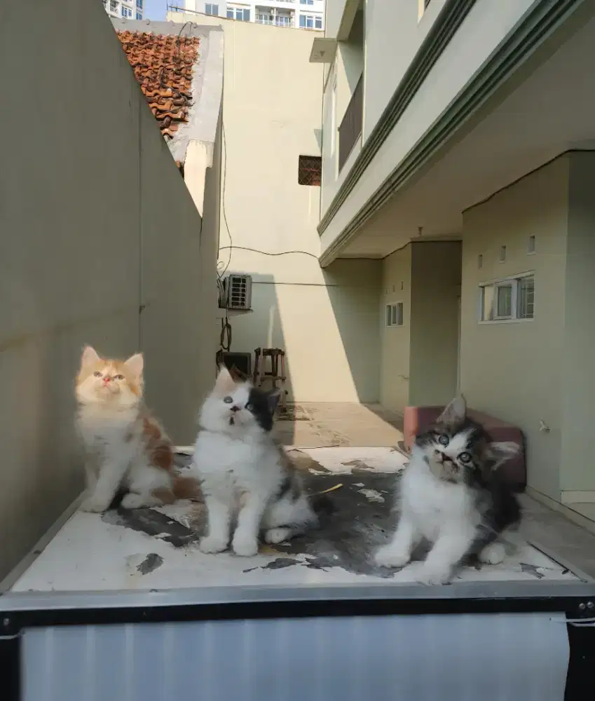 Kucing kitten persia mix norwegian / anggora / persia / peaknose