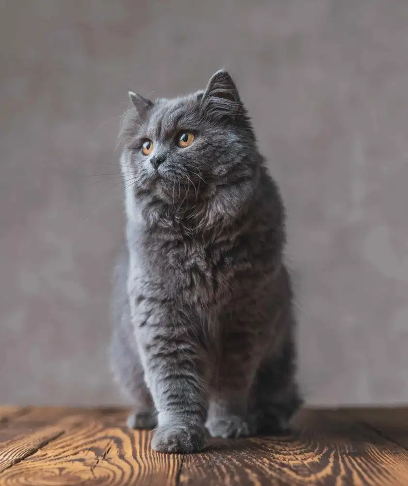 Kucing british longhair bsh british shorthair persia