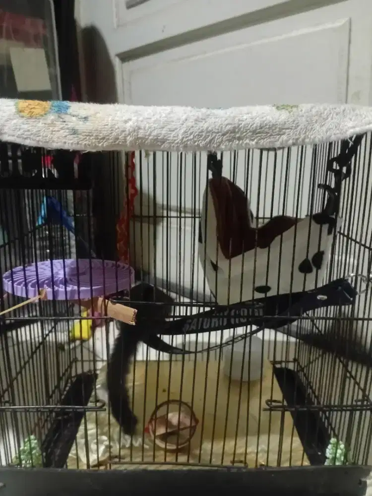 Sugar glider clasic grey jantan