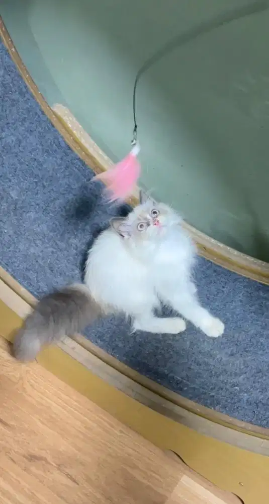 Ragdoll kitten betina