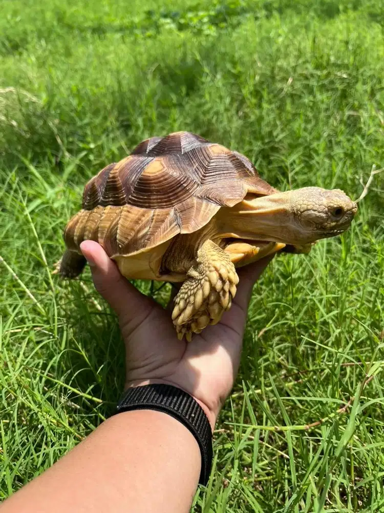 KURA SULCATA 18cm