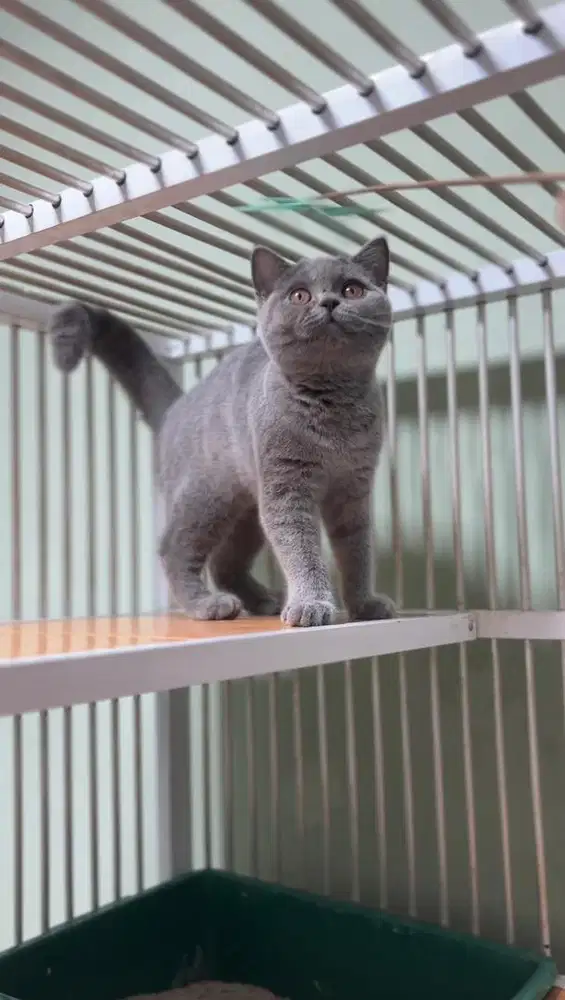 British Shorthair (BSH) Female