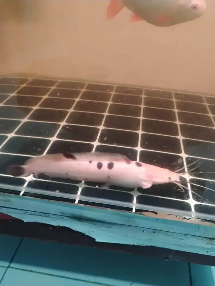Ikan lele belang