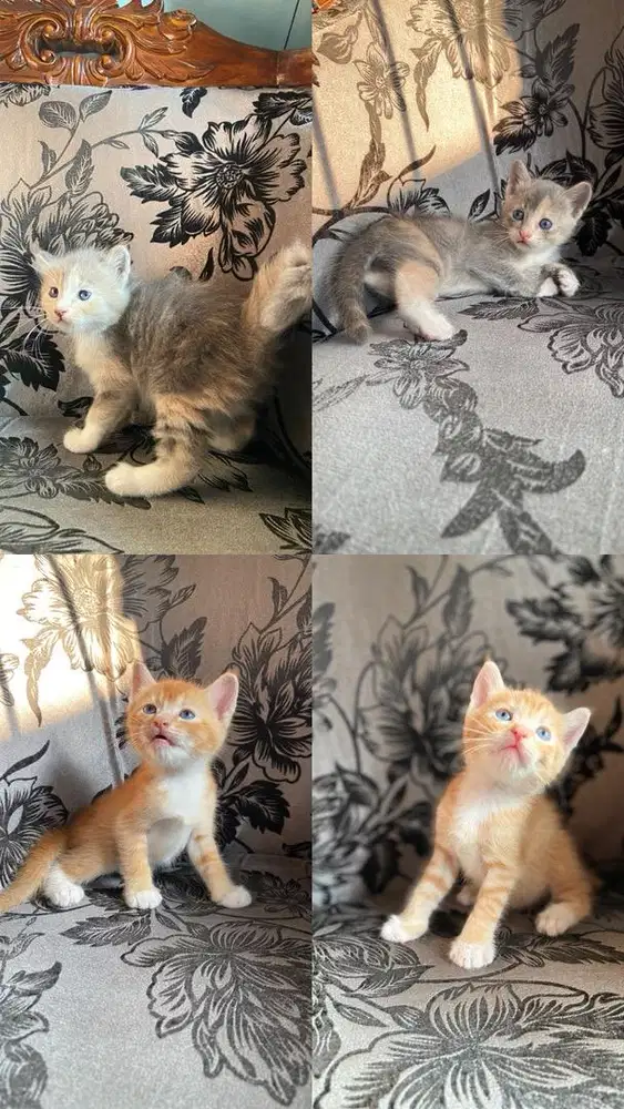 Kitten persia mix