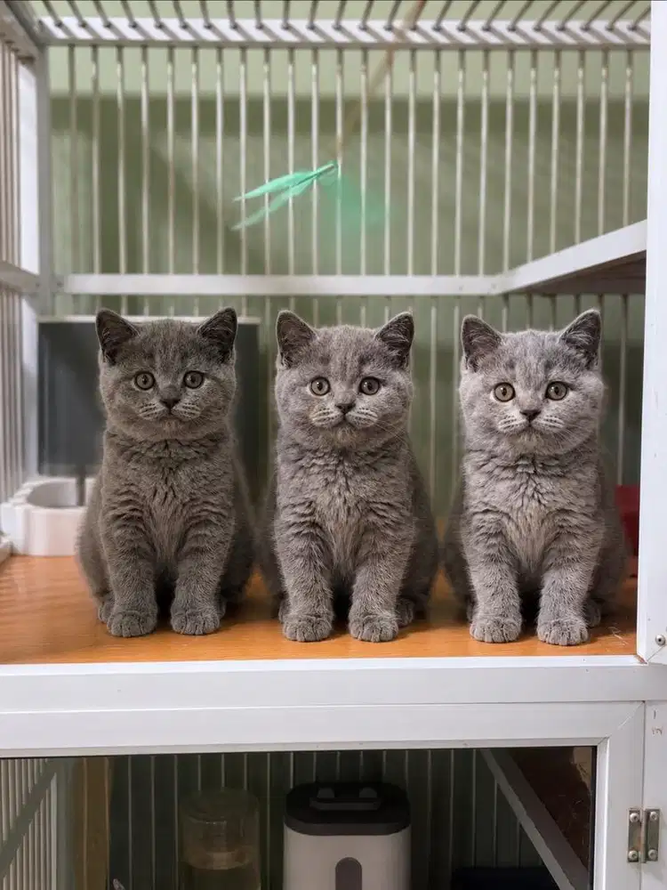 British Shorthair (BSH)