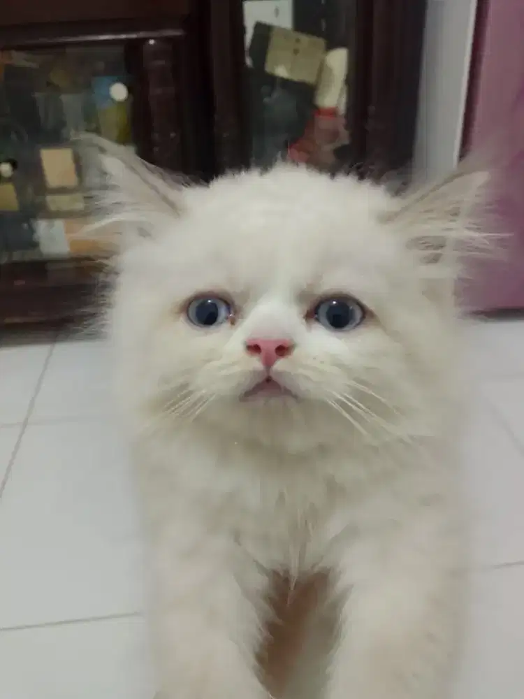 Anak Kucing Persia
