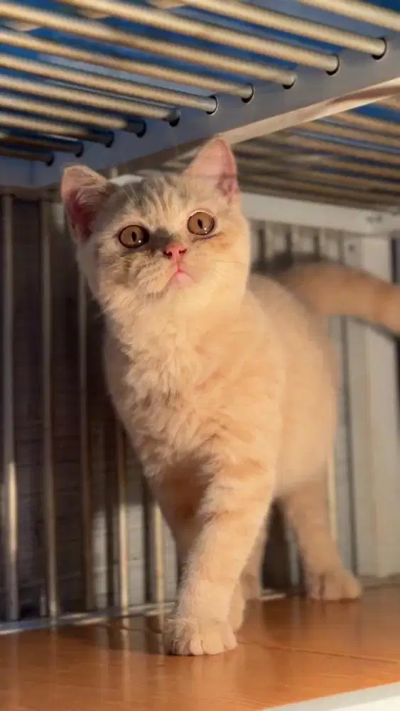 British Shorthair (BSH)
