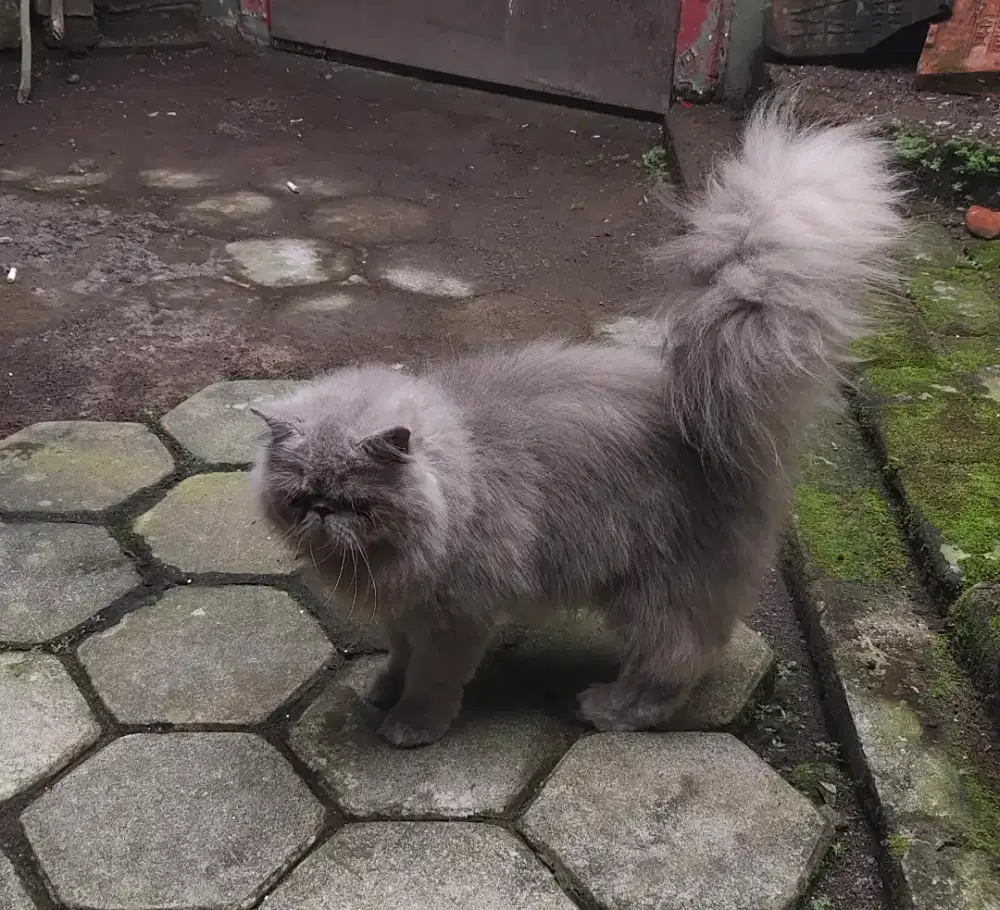 Peaknose abu solid Jantan