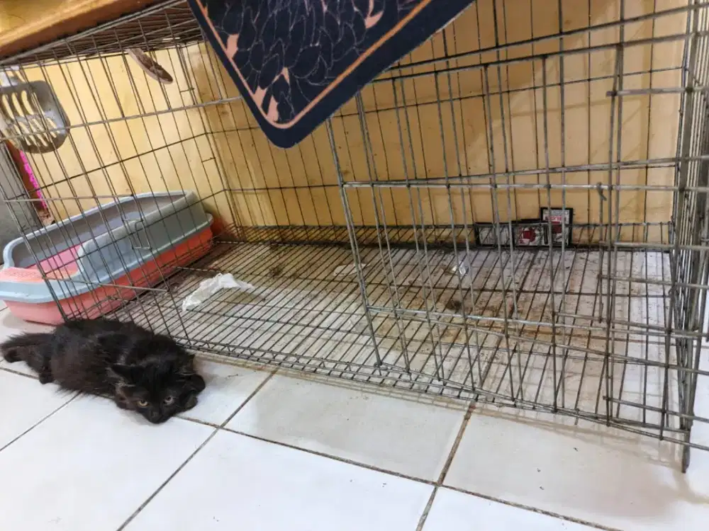 Kandang kucing lebar 100cm tinggi 80cm