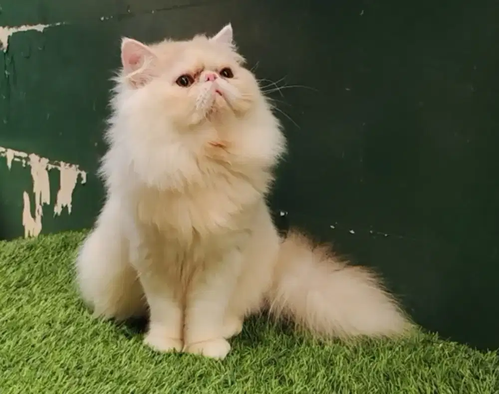 Peaknose Longhair Jantan