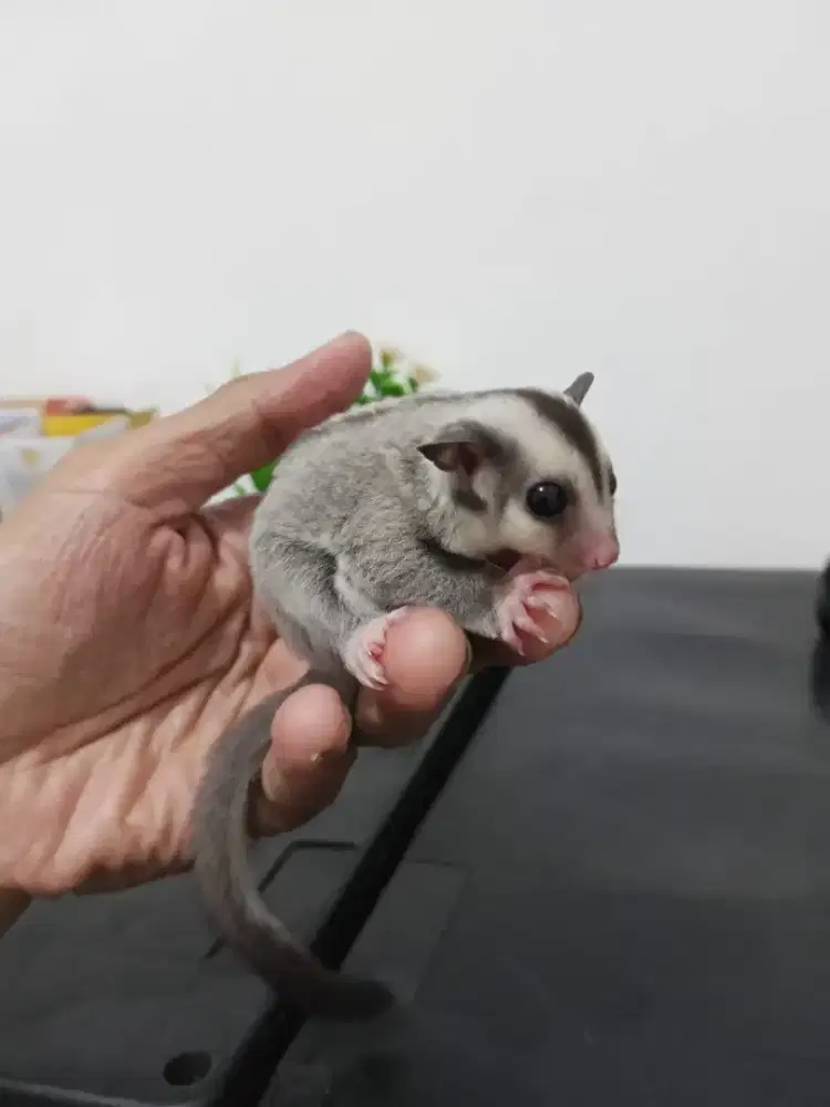 Sugar glider joey