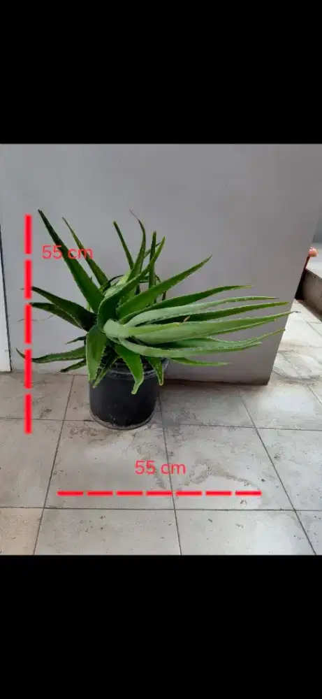 Tanaman Lidah Buaya Aloe Vera