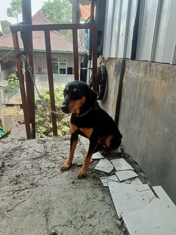Doberman mix Beagle