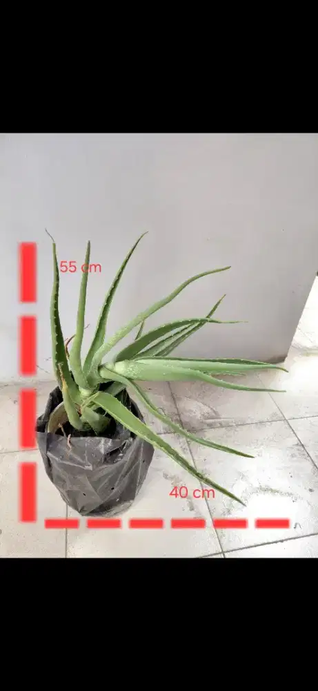 Tanaman Hias Aloe Vera Lidah Buaya