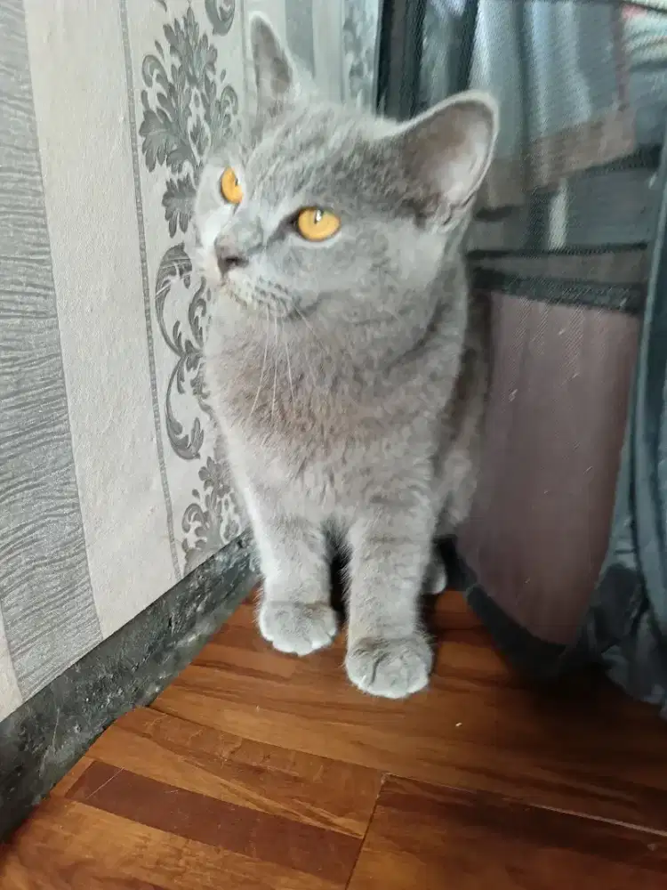Kucing british shorthair