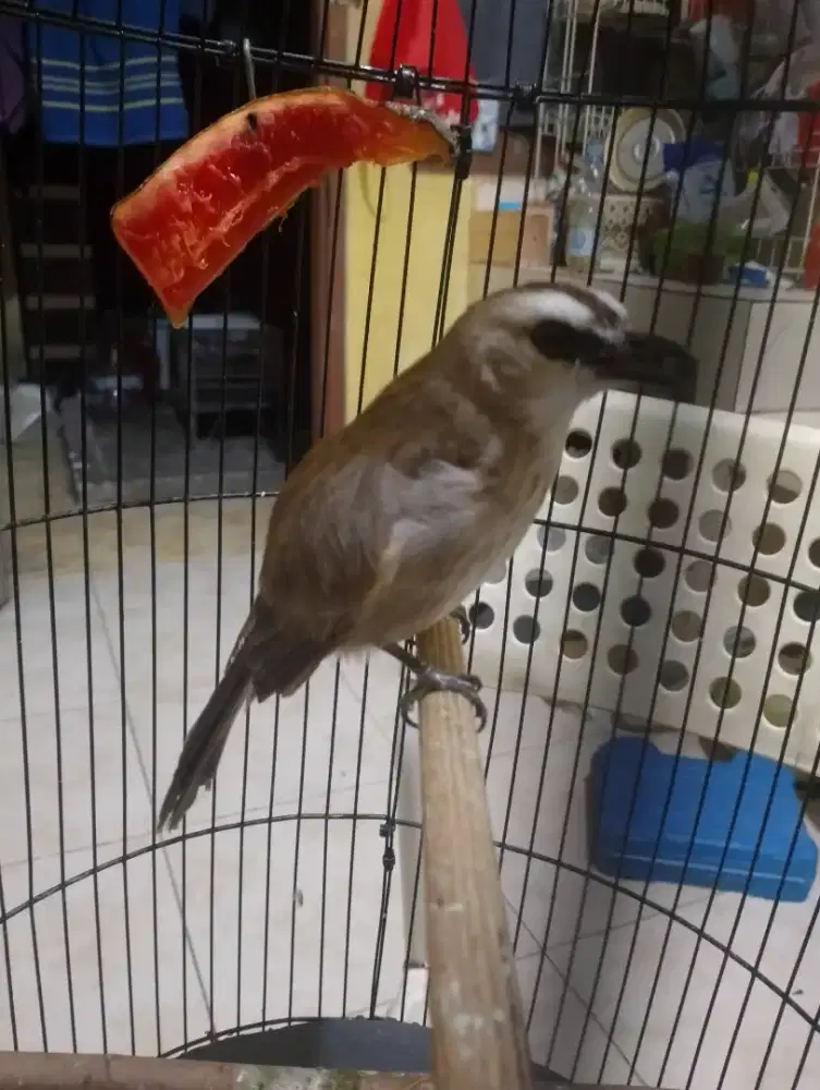 Jual burung trucuk ropel garuda