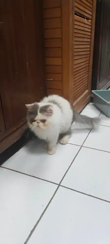 Peaknose longhair Jantan
