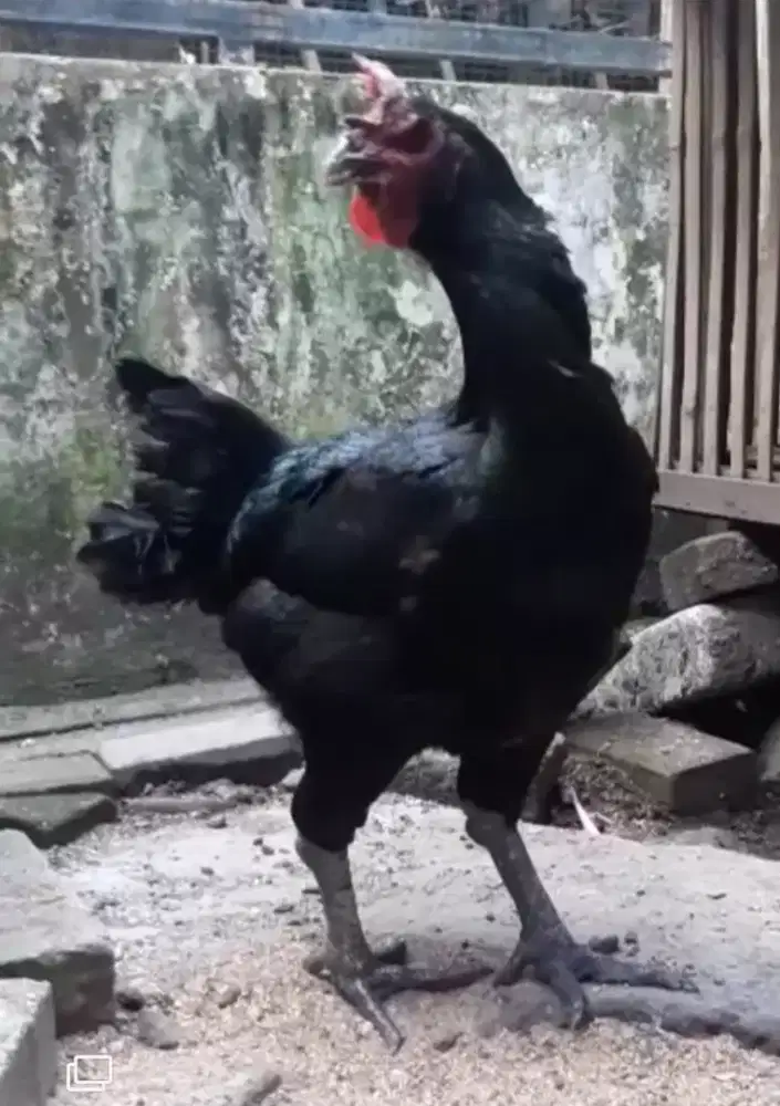 Ayam pelung babon jumbo