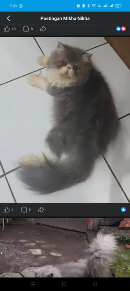 Peaknose longhair jantan