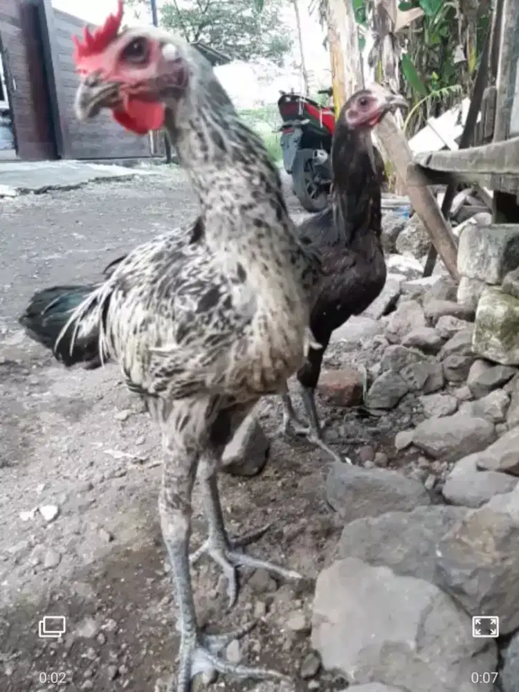 Ayam pelung sepasang