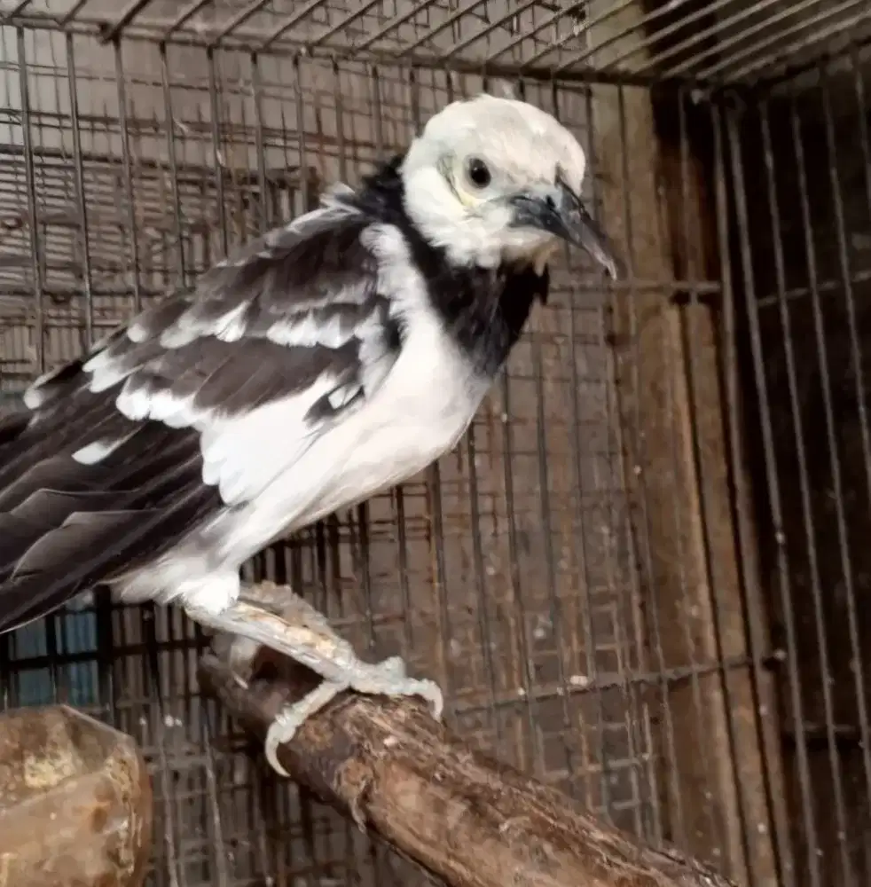 Burung Jalak Hongkong Sehat-Aktif
