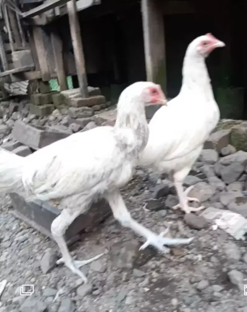 Ayam pelung betina putih