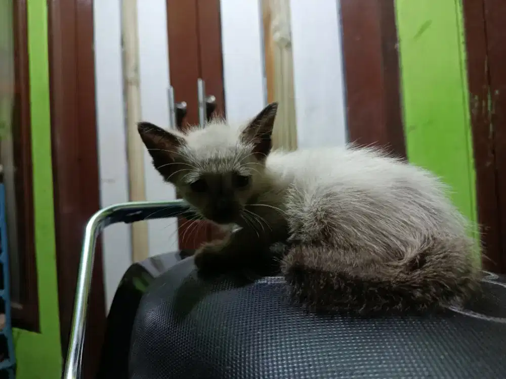 Himalaya Kitten Jantan