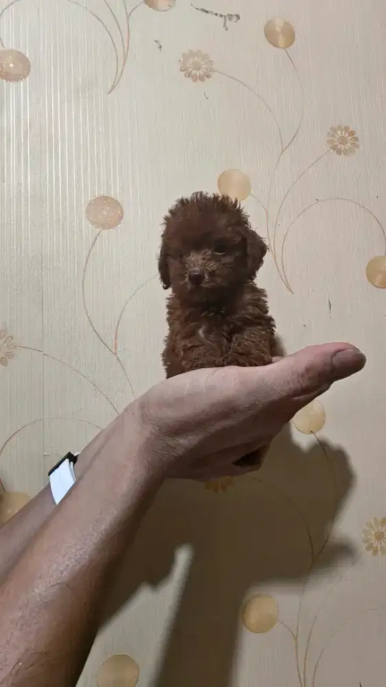 Dijual anjing poodle, bichon frise