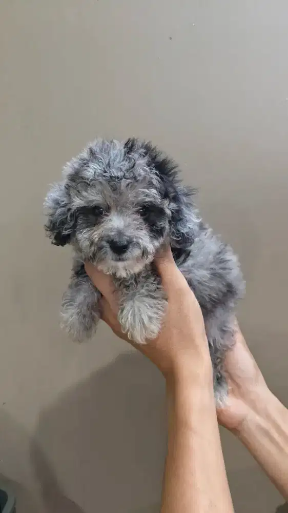 Dijual anjing poodle, bichon frise, chh, sitsu, tekel