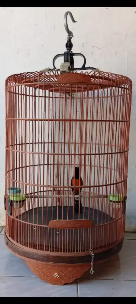 Murai balak 6 pastol