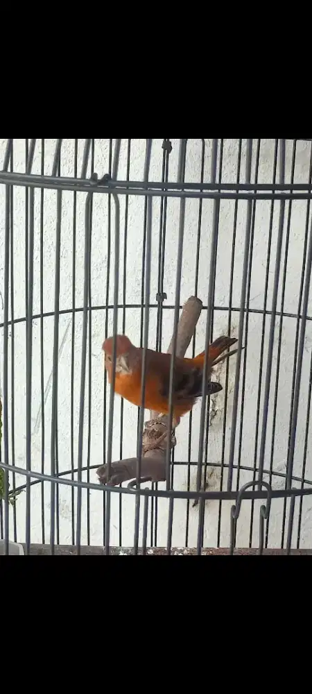 Mule siskin rajin