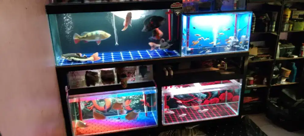 Ikan + aquarium set all in